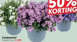 Dekamarkt Campanula aanbieding