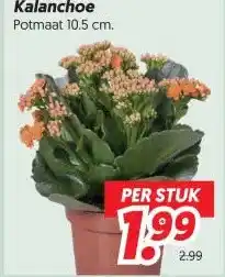 Dekamarkt Kalanchoe aanbieding