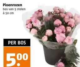 Poiesz Pioenrozen aanbieding