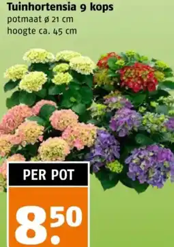 Poiesz Tuinhortensia 9 kops aanbieding
