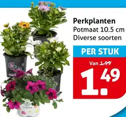 Hoogvliet Perkplanten aanbieding