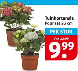 Hoogvliet Tuinhortensia aanbieding