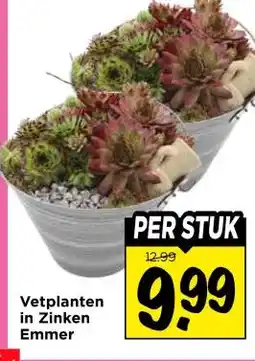 Vomar Voordeelmarkt Vetplanten in Zinken Emmer aanbieding