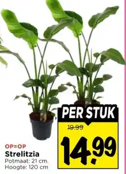 Vomar Voordeelmarkt Strelitzia Potmaat: aanbieding