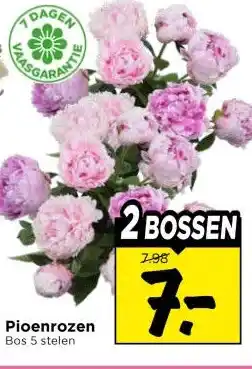 Vomar Voordeelmarkt Pioenrozen aanbieding