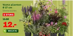 Welkoop Vaste planten aanbieding