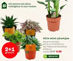 Welkoop Alle mini plantjes aanbieding