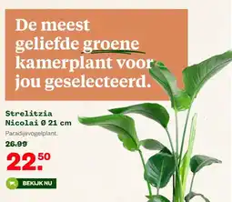 Welkoop Strelitzia aanbieding