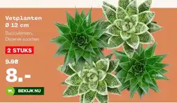 Welkoop Vetplanten Ø 12 cm aanbieding