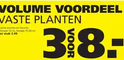 Ranzijn VOLUME VOORDEEL VASTE PLANTEN aanbieding