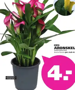 Ranzijn ARONSKELK aanbieding