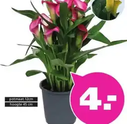 Ranzijn ARONSKELK ZANTEDESCHIA aanbieding