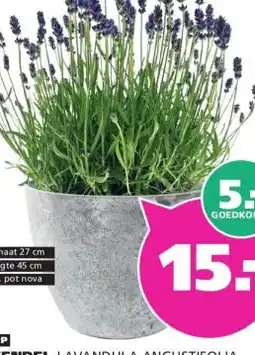 Ranzijn LAVENDEL LAVANDULA ANGUSTIFOLIA aanbieding