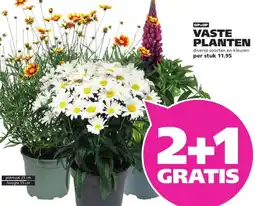 Ranzijn VASTE PLANTEN aanbieding