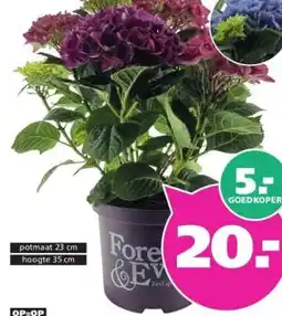 Ranzijn HORTENSIA HYDRANGEA MACROPHYLLA FOREVER & EVER aanbieding