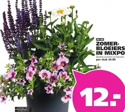 Ranzijn ZOMER- BLOEIERS IN MIXPOT aanbieding