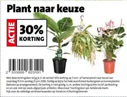 Intratuin Plant naar keuze aanbieding