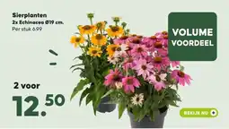 Pets Place Sierplanten 2x Echinacea 019 cm. aanbieding