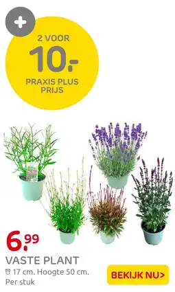 Praxis Vaste plant aanbieding