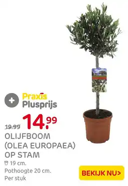 Praxis Olijfboom olea europaea op stam aanbieding