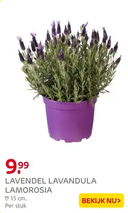 Praxis Lavendel lavandula lamorosia aanbieding