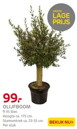 Praxis Olijfboom aanbieding