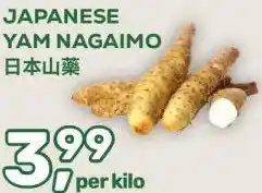 Amazing Oriëntal JAPANESE YAM NAGAIMO aanbieding