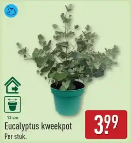 ALDI Eucalyptus kweekpot aanbieding