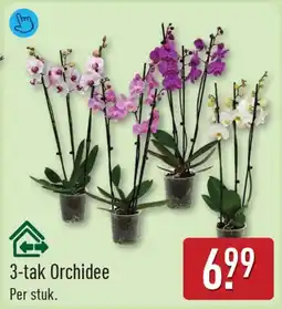 ALDI 3-tak Orchidee aanbieding