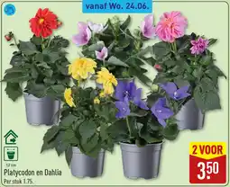 ALDI Platycodon en Dahlia aanbieding