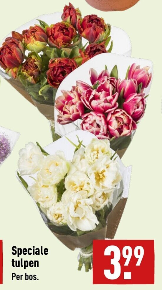Speciale tulpen aanbieding bij ALDI
