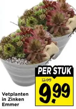 Vomar Voordeelmarkt Vetplanten in Zinken Emmer aanbieding