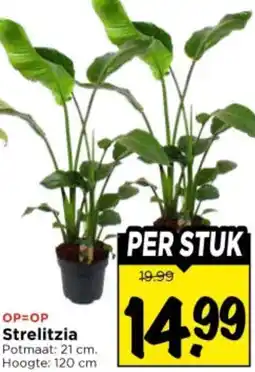 Vomar Voordeelmarkt Strelitzia aanbieding