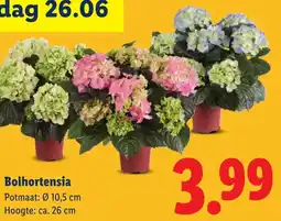 Lidl Bolhortensia aanbieding