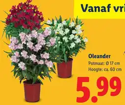 Lidl Oleander aanbieding