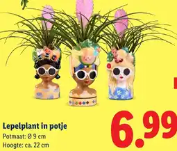 Lidl Lepelplant in potje aanbieding