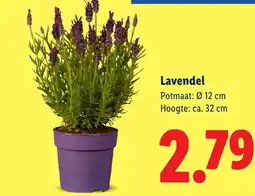 Lidl Lavendel aanbieding