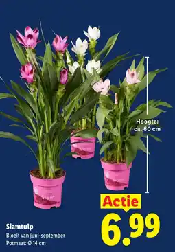 Lidl Siamtulp aanbieding