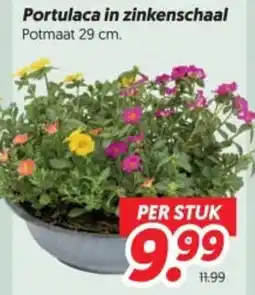 Dekamarkt Portulaca in zinkenschaal aanbieding
