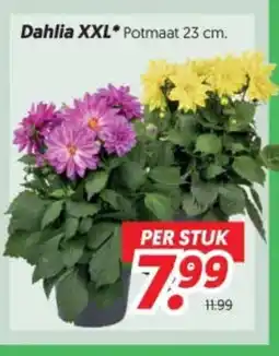Dekamarkt Dahlia xxl aanbieding