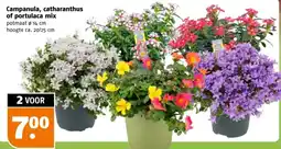 Poiesz Campanula , catharanthus of portulaca mix aanbieding