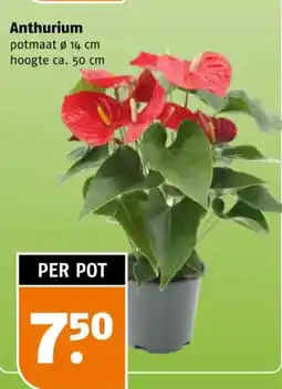 Poiesz Anthurium aanbieding