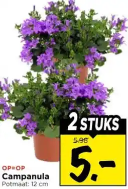 Vomar Voordeelmarkt Campanula aanbieding