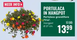 GroenRijk Portulaca in hangpot aanbieding