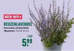 GroenRijk Reuzenlavendel aanbieding