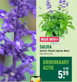 GroenRijk Salvia aanbieding