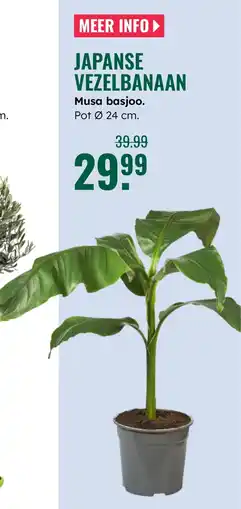 GroenRijk Japanse vezelbanaan aanbieding