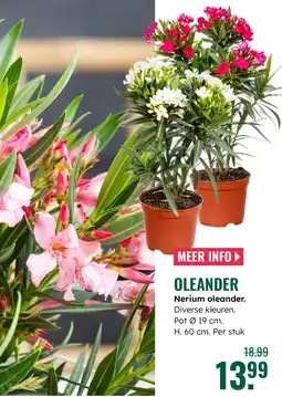 GroenRijk Oleander aanbieding