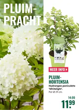 GroenRijk Pluim- hortensia aanbieding