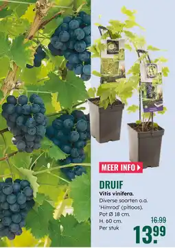 GroenRijk Druif aanbieding